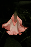 Brugmansia suaveolens 'Pink Beauty' RCP8-2016 (22).JPG